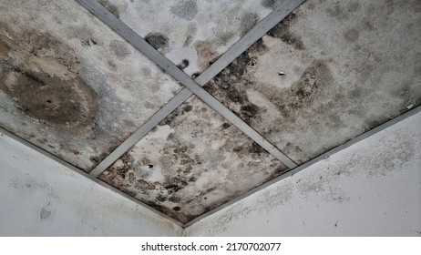 Black mold and mildew spots on the toilet ceiling.poor air ventilation and high humidity concept