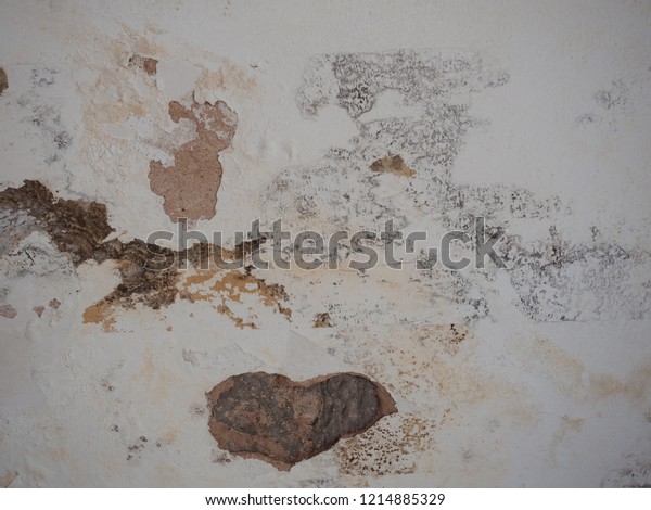 Black Mold Mildew Spots On Humind Royalty Free Stock Image