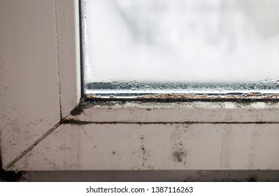 Imagenes Fotos De Stock Y Vectores Sobre Mold Fungus On The