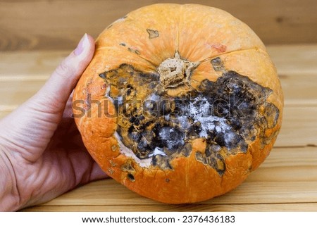Black mold on the pumpkin. Rotten orange pumpkin. Spoiled food. Rotten foods. Moldy vegetable