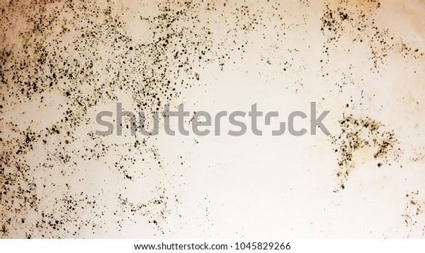 Black Mold On White Ceiling Bathroom Stock Photo Edit Now 1045829266