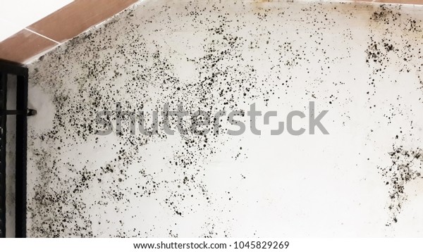 Black Mold On White Ceiling Bathroom Stock Photo Edit Now 1045829269