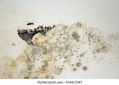 Black Mold On White Old Plaster, Chetomium