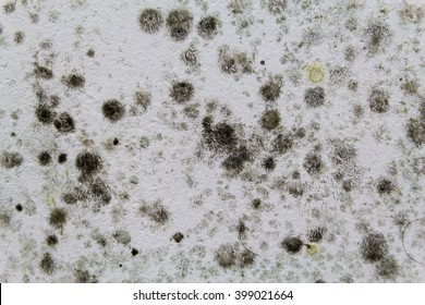 Black Mold On A White Wall.