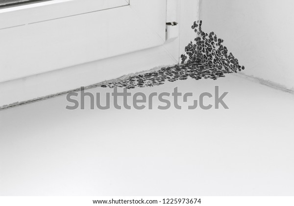 Black Mold On Windowsill Mold Corner Stock Photo Edit Now 1225973674