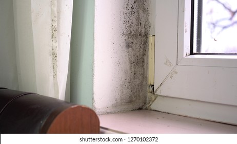 Household Mold Images Stock Photos Vectors Shutterstock