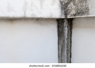 Black Mold Stains Are Ingrained On The White Fence Wall Caused By Many Years Of Exposure To Moisture From Rain And Heat From Sunlight. Until It Darker And Spreads Along The Wall Making It Look Dirty  