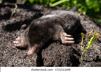 The black mole lies on a pile of of excavated soil. Selective focus.  