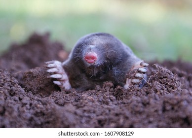 Black Mole On Ground Pink Nose Stock Photo Edit Now