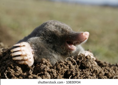 2,611 Mole rodents Images, Stock Photos & Vectors | Shutterstock