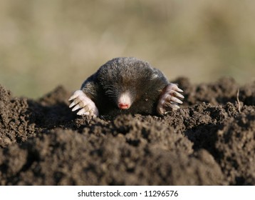 black mole in open air, molehill