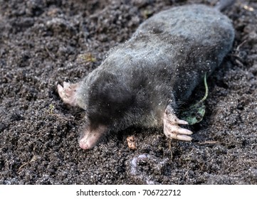 2,611 Mole rodents Images, Stock Photos & Vectors | Shutterstock