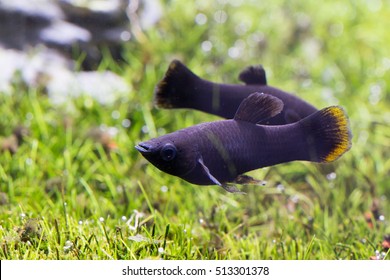 Black Molly Fish