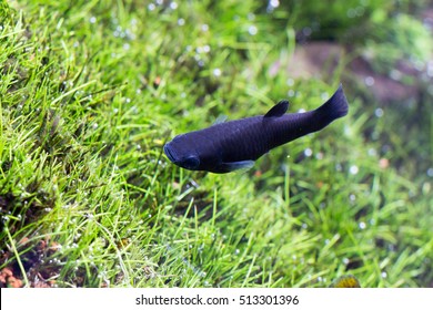 Black Molly Fish