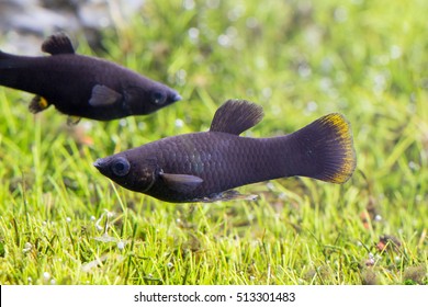 Black Molly Fish