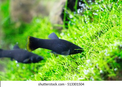 Black Molly Fish