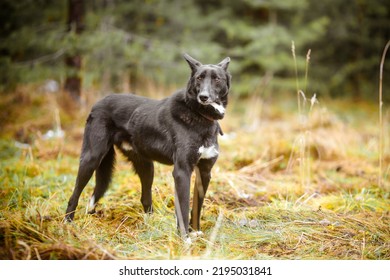 Black Mongrel Dog In Autumn Park