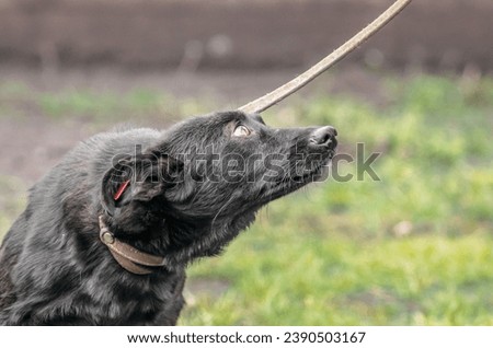 black mongrel dog on a leash looks imploringly up in fear