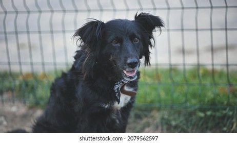 Black Mongrel Dog On The Street.