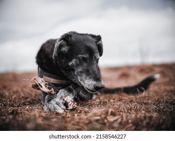 A Black Mongrel Dog Resting In A Dry Field