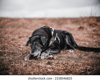 A Black Mongrel Dog Resting In A Dry Field