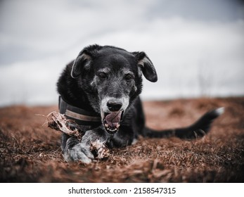 A Black Mongrel Dog Resting In A Dry Field