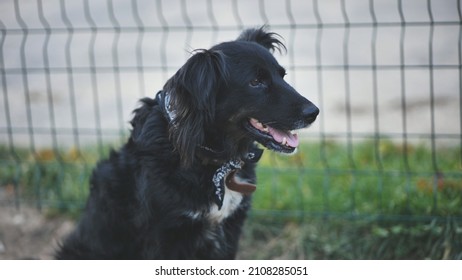 A Black Mongrel Dog Sits On The Street.