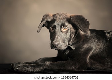 Black Mongrel Dog In The Studio Photo