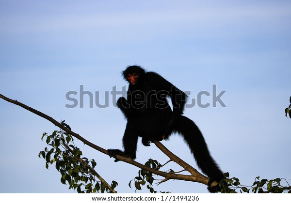 木に赤い顔をした黒い猿 の写真素材 今すぐ編集