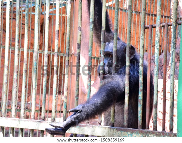 動物園の黒い猿は 餌を求めて檻から手を伸ばす の写真素材 今すぐ編集