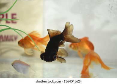 Black Moor Goldfish