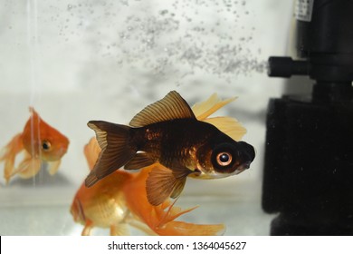 Black Moor Goldfish