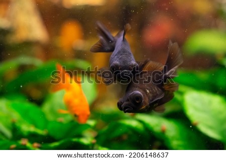 Black moor goldfish and common  goldfish in home freshwater aquarium