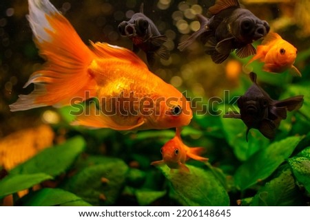 Black moor goldfish and common  goldfish in home freshwater aquarium