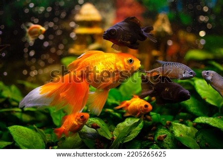 black moor goldfish, goldfish, gourami  in freshwater aquarium with water plants