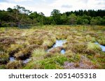 Black moor nature landscape called Schwarzes Moor in Germany, Bavaria and Hesse region.