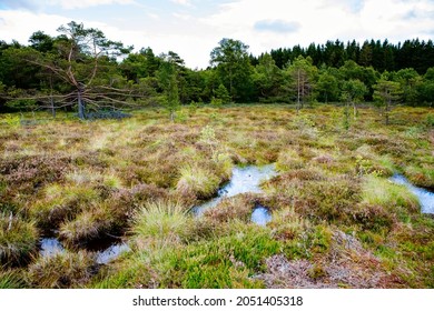 Black moor nature landscape called Schwarzes Moor in Germany, Bavaria and Hesse region.