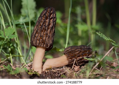 Black Morel, Morchella Conica