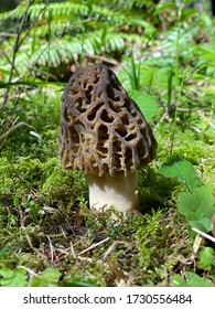 Black Morel Mushroom Morchella Elata