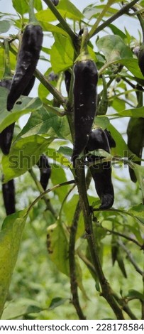 Similar – eggplants Food Vegetable