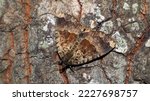 Black moth Mormo maura feeds on tree sap close-up in nature, noctuidae, lepidoptera, butterfly, mimicry 	