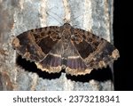 Black moth Mormo maura feeds on tree sap close-up macro  in nature, mimicry, noctuidae, butterfly
