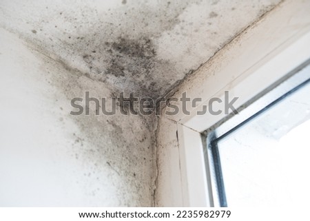 Black mould and fungus on wall near window, it spoils look of house and is very harmful parasite for human health. The problem of ventilation, dampness.