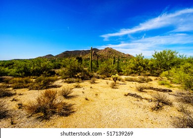Black Mountain and the Desert Landscape with Cacti at the Boulders in the Arizona desert near the town of Carefree in Arizona in the United States