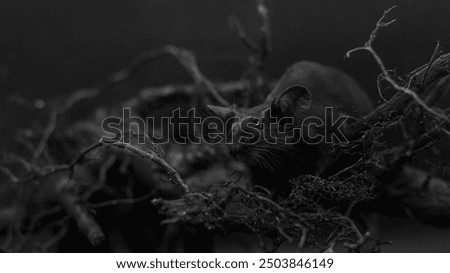 Black mouse in black backround