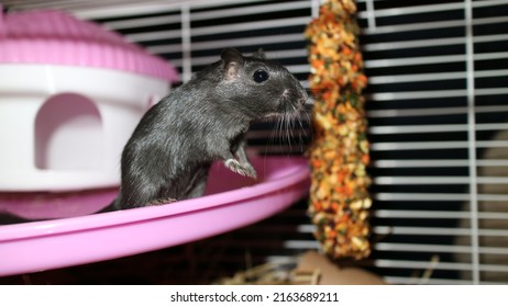 Black Mouse Gerbil In A Cage House