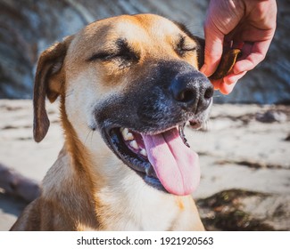 A Black Mouth Cur Is A Breed