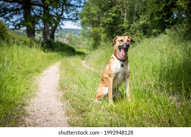 A Black Mouth Cur - Breed In The Field