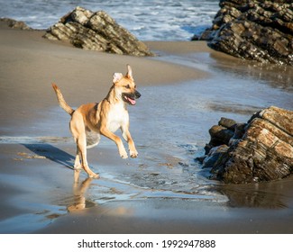 A Black Mouth Cur - Breed On The Beach