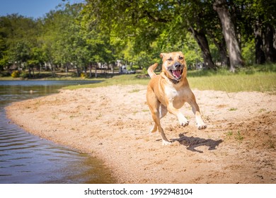 A Black Mouth Cur - Breed On The Beach